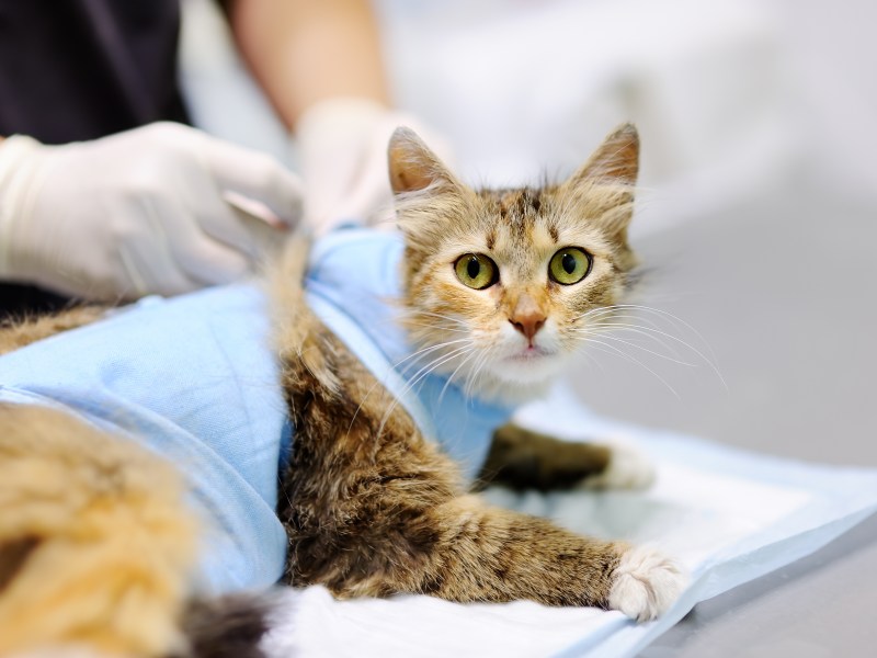 Katze mit Wunde beim Tierarzt auf dem OP-Tisch.