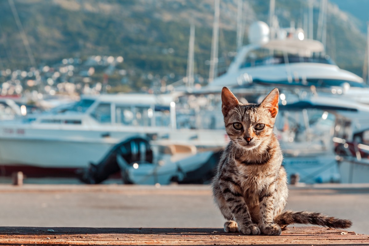 Katze auf Zypern am Hafen