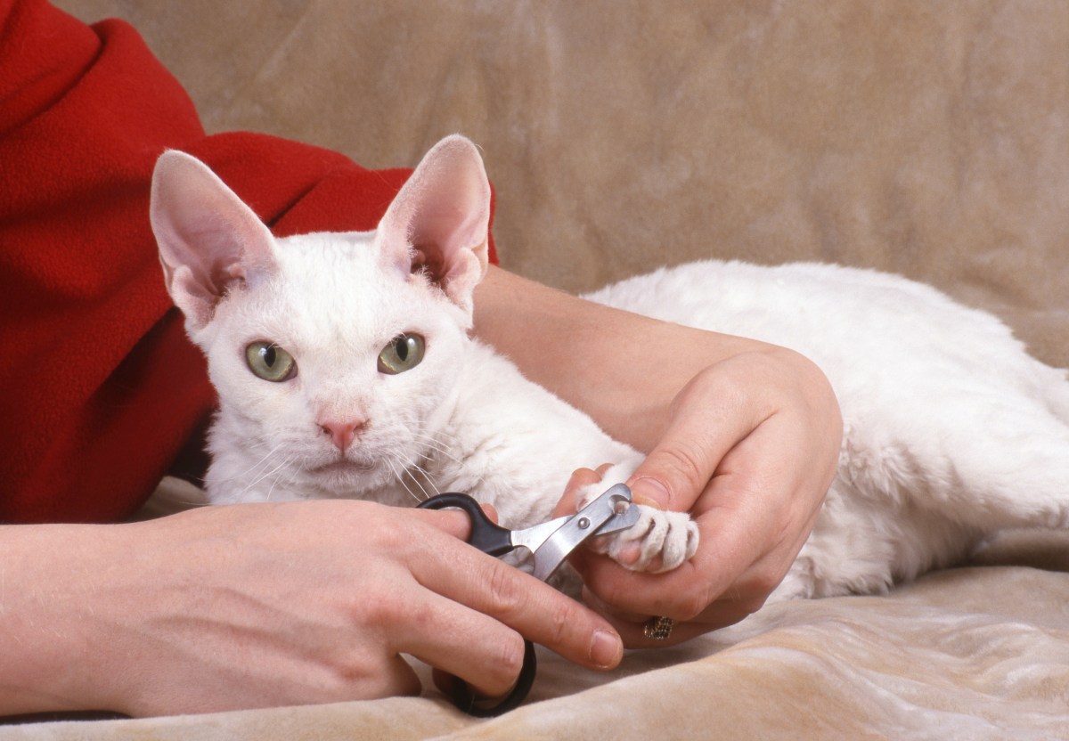 Katze bekommt die Krallen beschnitten.