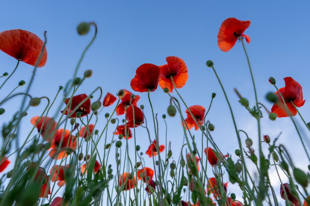 Mohn