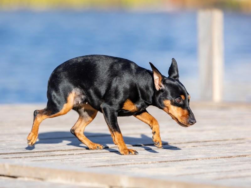 Hund läuft geduckt über einen Steg.