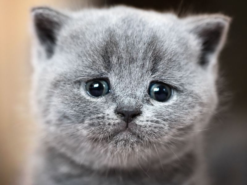 Cat Content! Trauriges Katzen-Duett geht auf TikTok viral