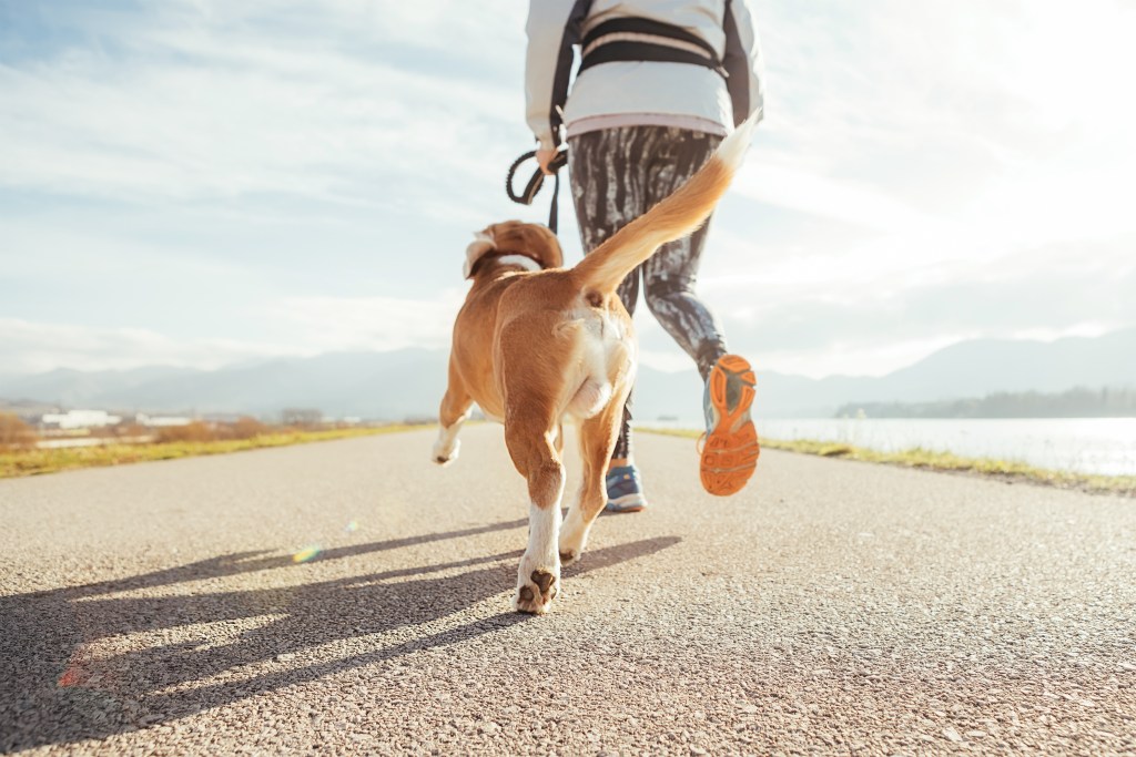 Frau und Hund laufen auf Asphalt.