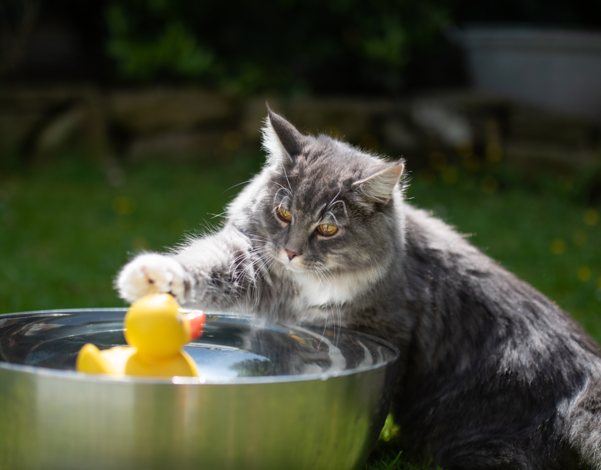 Katze spielt ein Wasserspiel mit einer Ente.