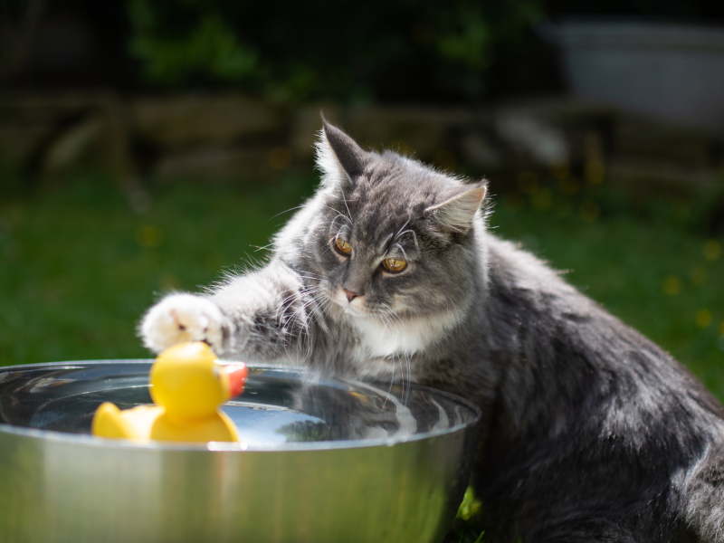 Katze spielt ein Wasserspiel mit einer Ente.