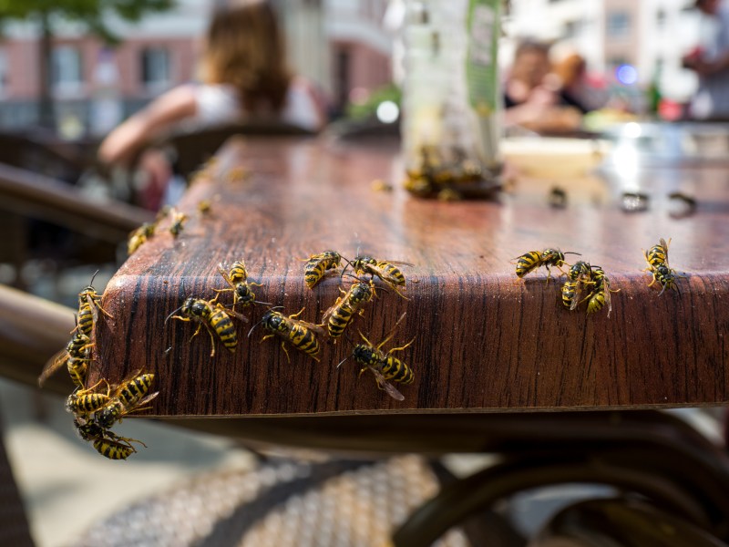 wespen auf einem tisch