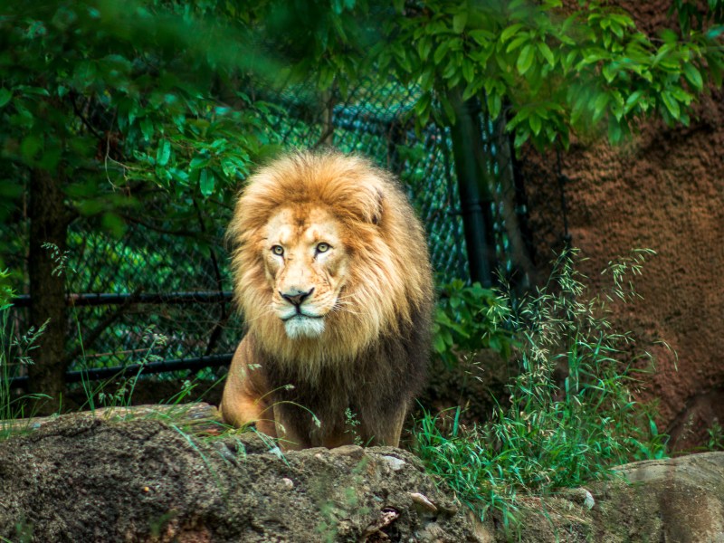 Ein Löwe darf als Wildtier in Deutschland gehalten werden.