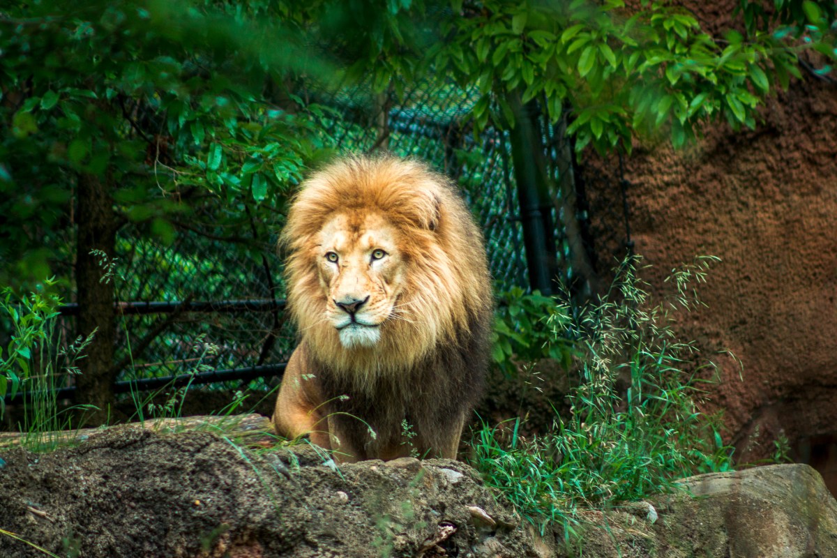 Ein Löwe darf als Wildtier in Deutschland gehalten werden.