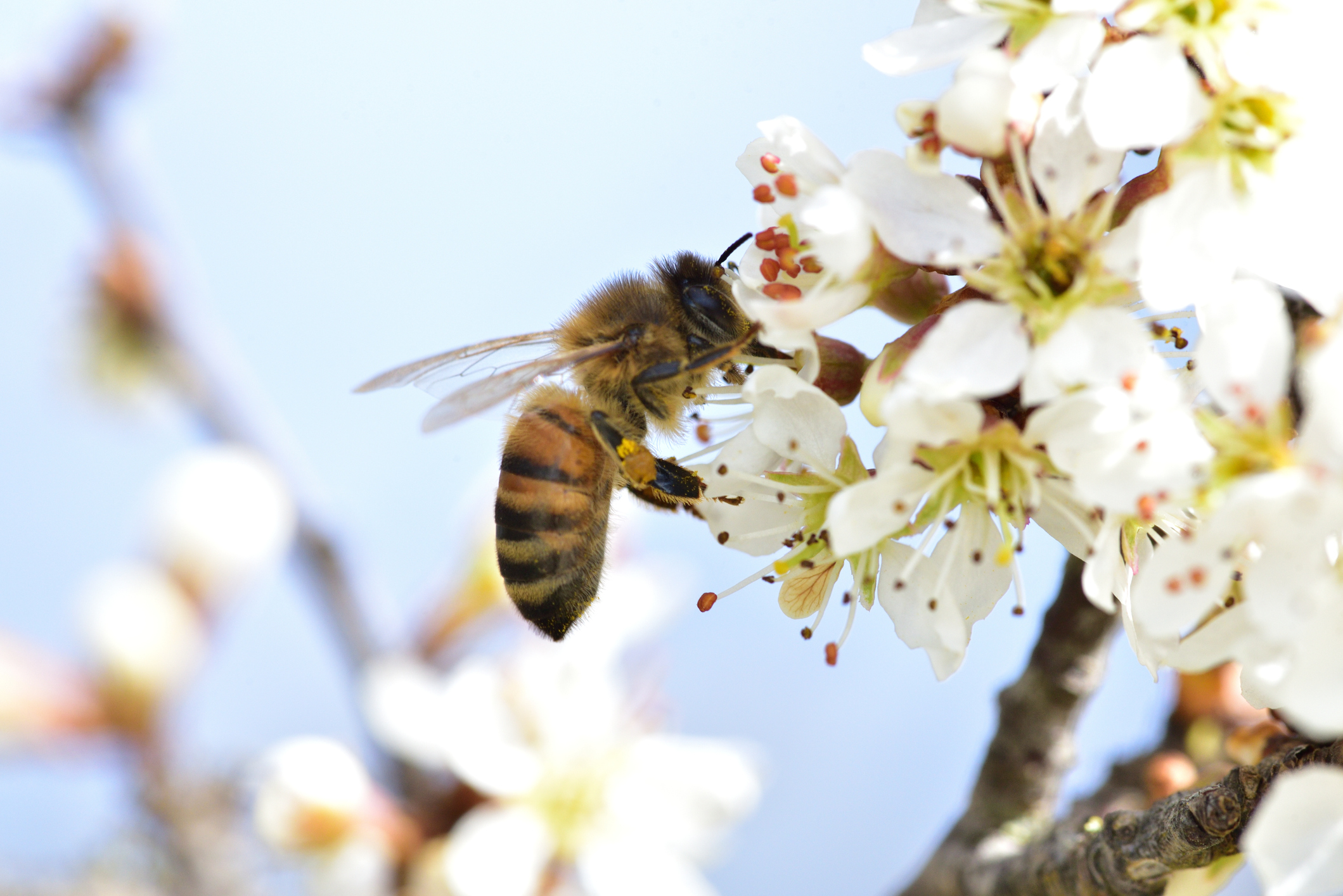 Was sind die Unterschiede zwischen Bienen und Wespen? wmn