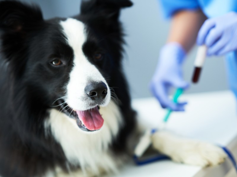 Hund beim Tierarzt bei einer Blutspende