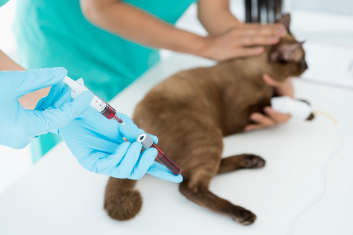 Katze bekommt eine Bluttransfusion