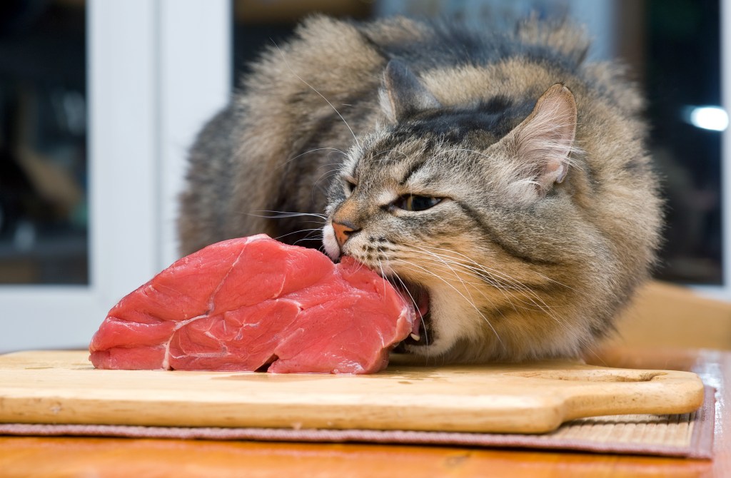 Katze frisst Schweinefleisch