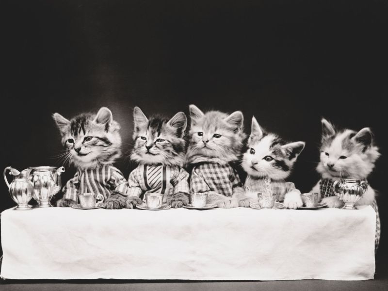 Harry Whittier Frees: Katzenfotos, 1914
