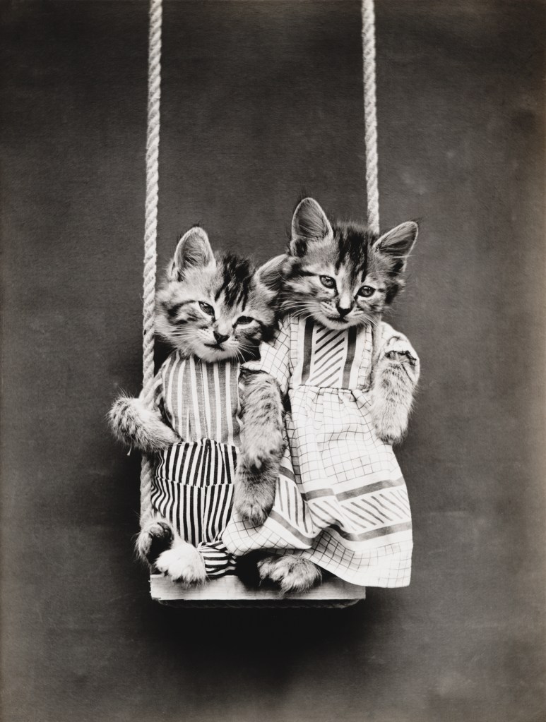 Kätzchen auf einer Schaukel (von Harry Whittier Frees, Amerikaner, 1879 - 1953), aus einer Serie gekleideter Kätzchen in verschiedenen menschlichen Situationen, um 1914. Silberdruck. 