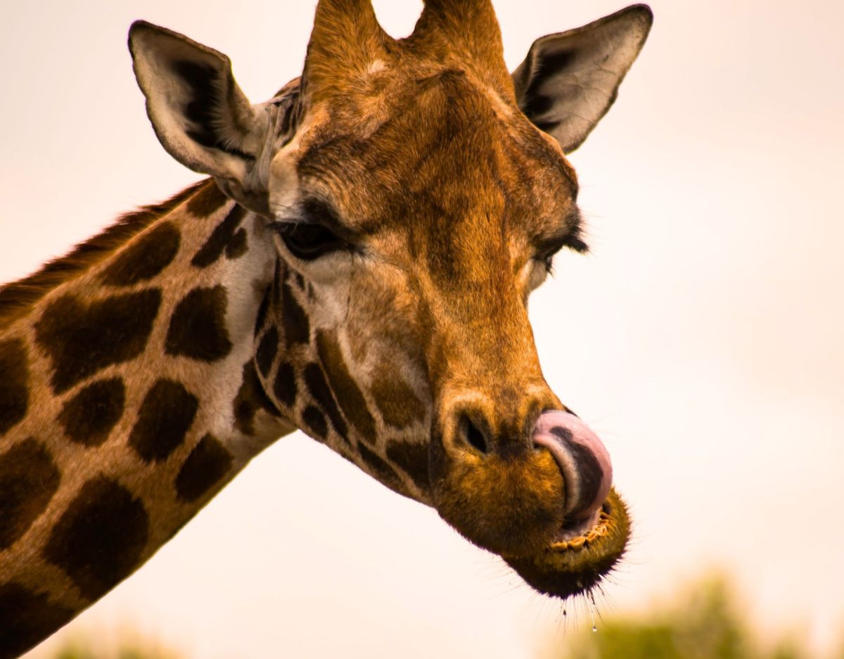 Smalltalk-Thema: Giraffe und ihre langen Zungen