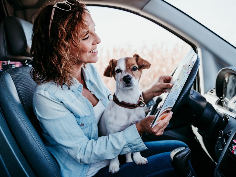 Frau mit Hund auf dem Schoß während Autofahren