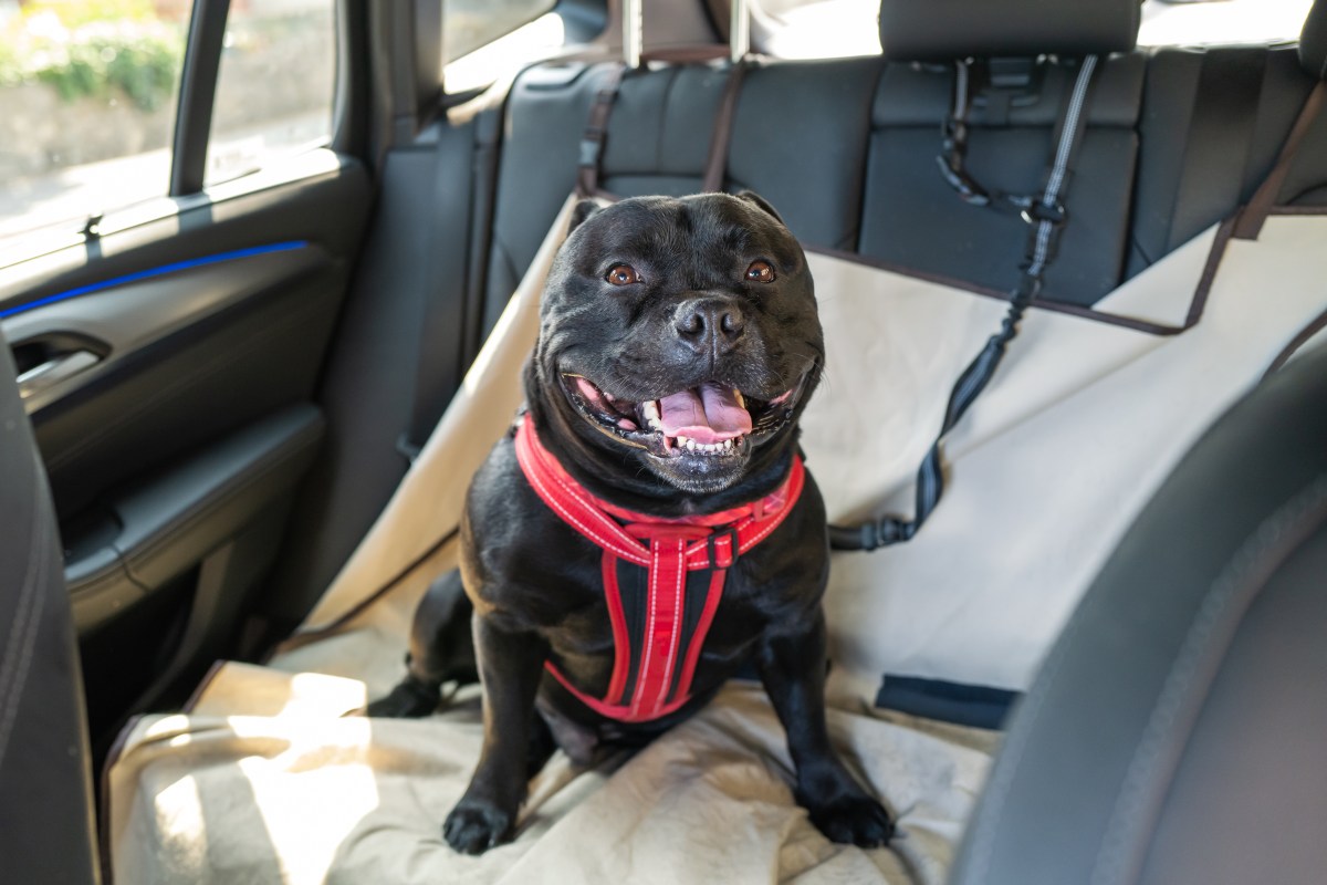 Hund sitzt im Auto auf der RÃ¼ckbank.