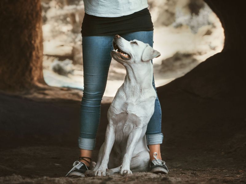 Hund leckt einer Frau im Schritt