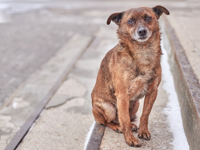 Hund auf der Straße mit traurigem Blick