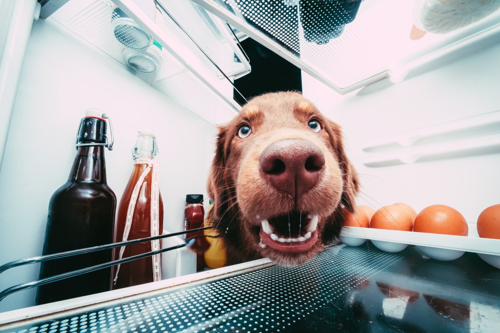 Hund schaut nach Futter im Kühlschrank