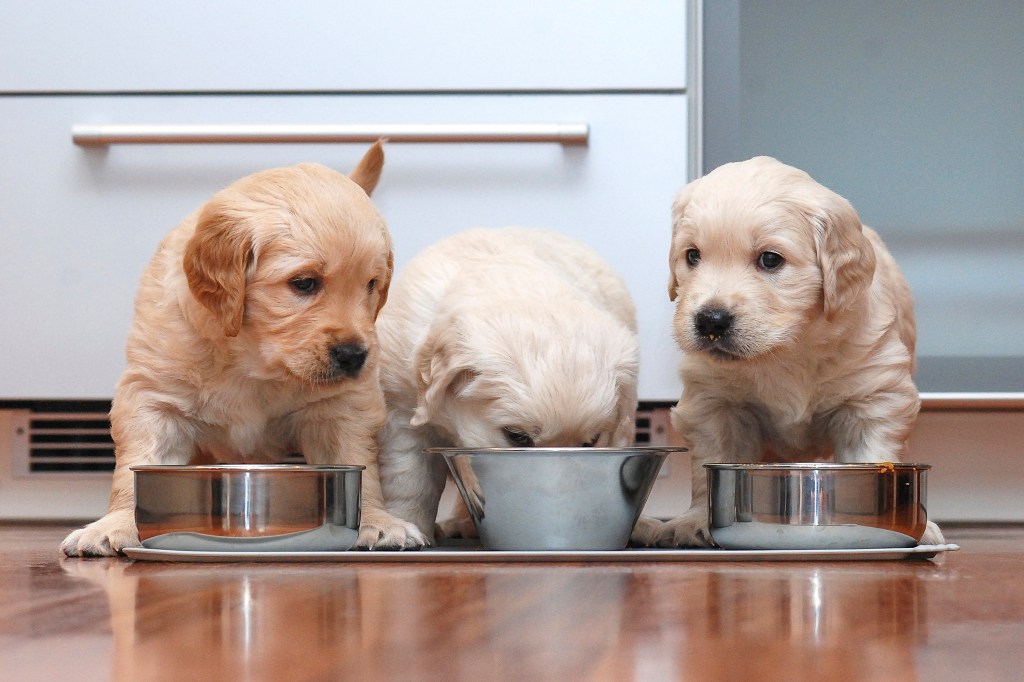 Welpen stehen vor Näpfen mit Hundefutter