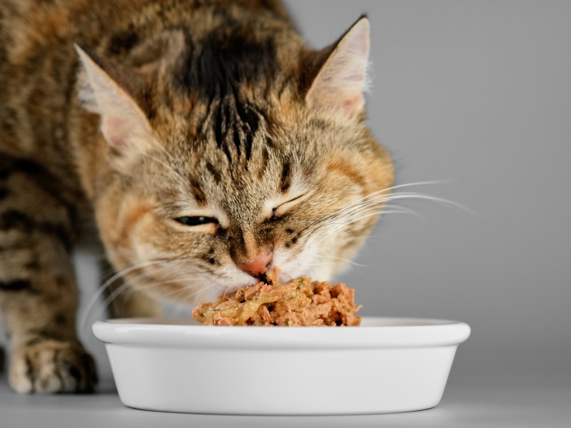 Katze frisst Futter aus einem Napf