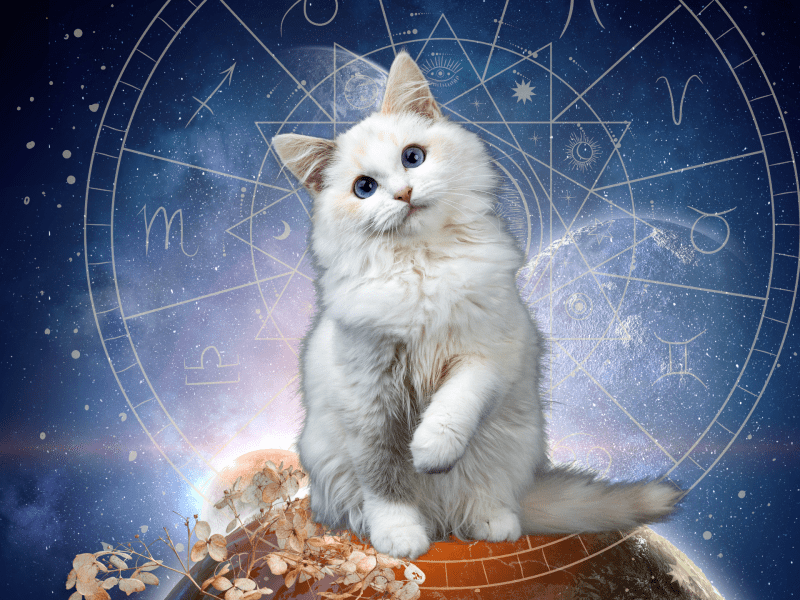 Katze Sternzeichen