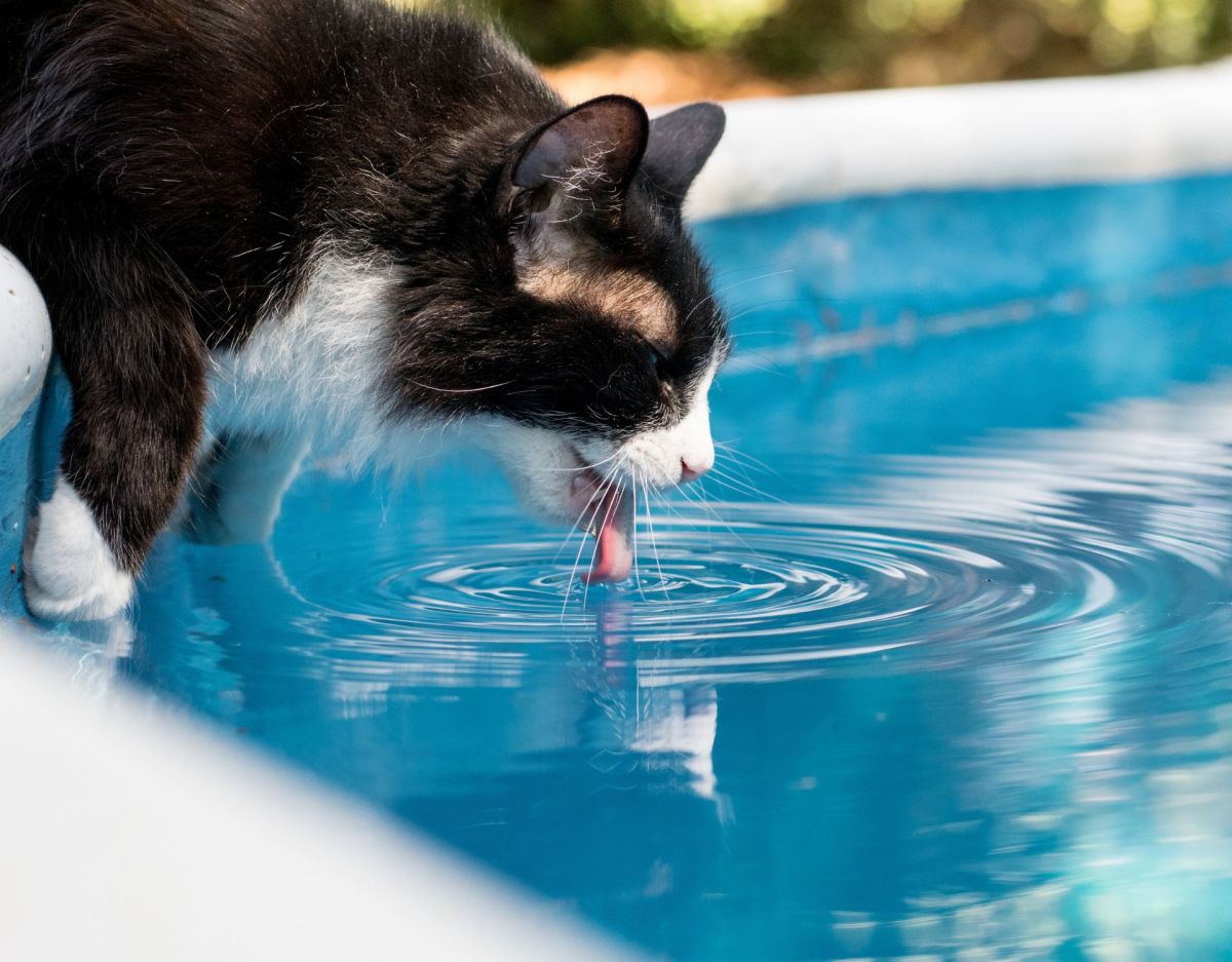 Katze aus Poolwasser aus einem Plantschbecken