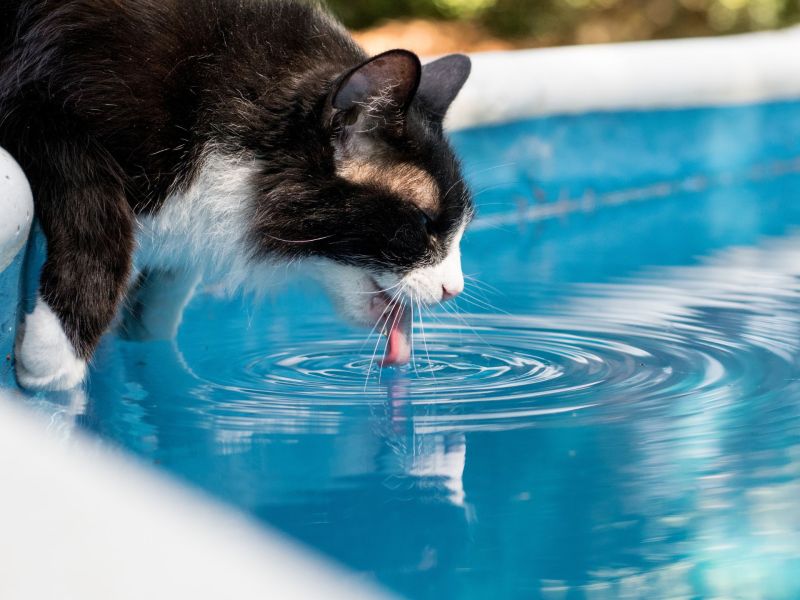 Katze aus Poolwasser aus einem Plantschbecken