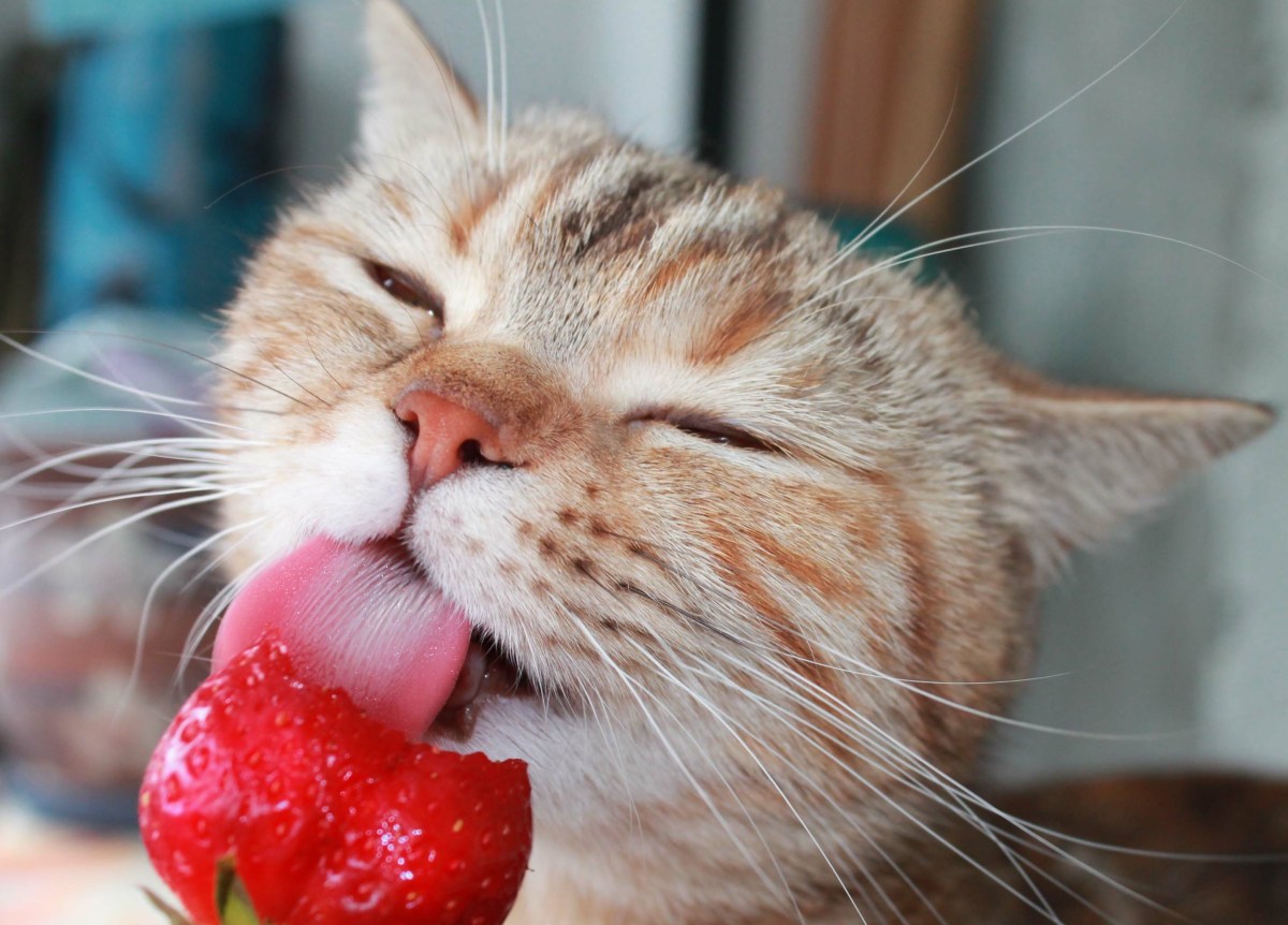 Katze leckt Erdbeere ab