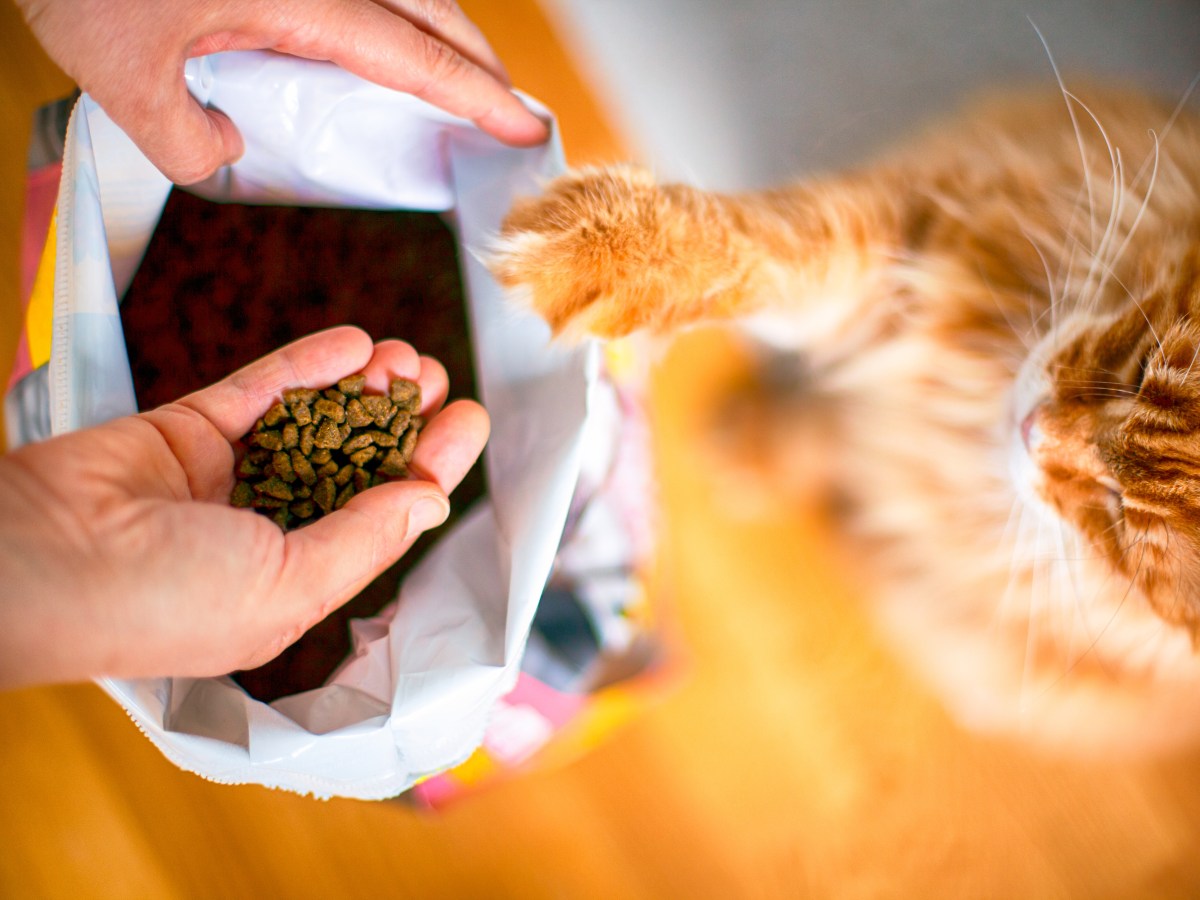 Katzenfutter geruchsfrei entsorgen – die besten Tipps