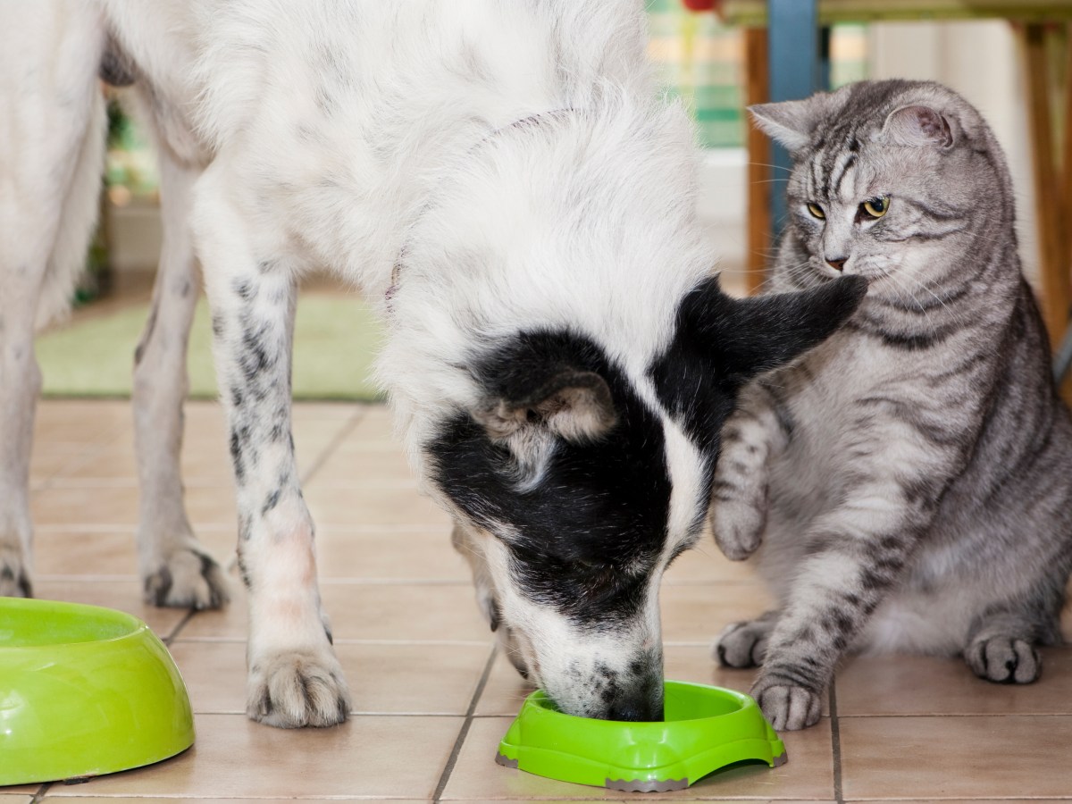 Hund mit Katzenfutter füttern: Ist das unbedenklich?
