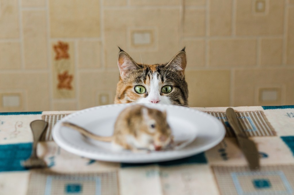 Katze mit Maus auf dem Teller