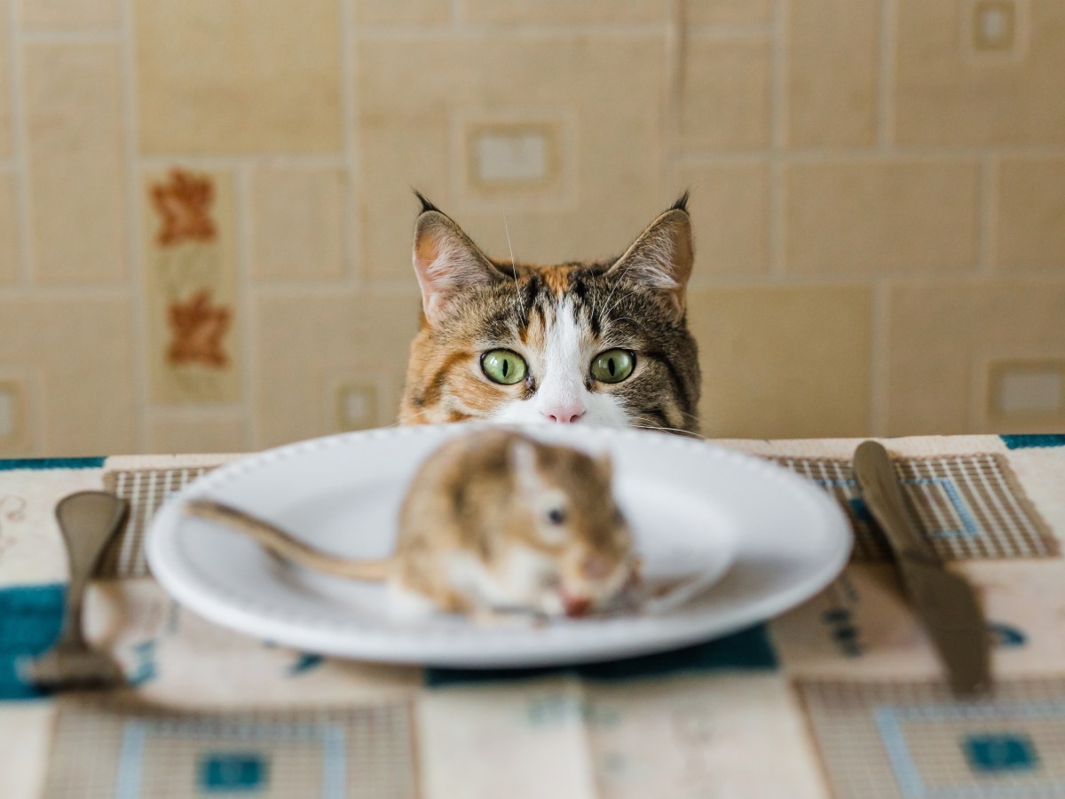 Gibt es tatsächlich Katzenfutter mit Mäusegeschmack?