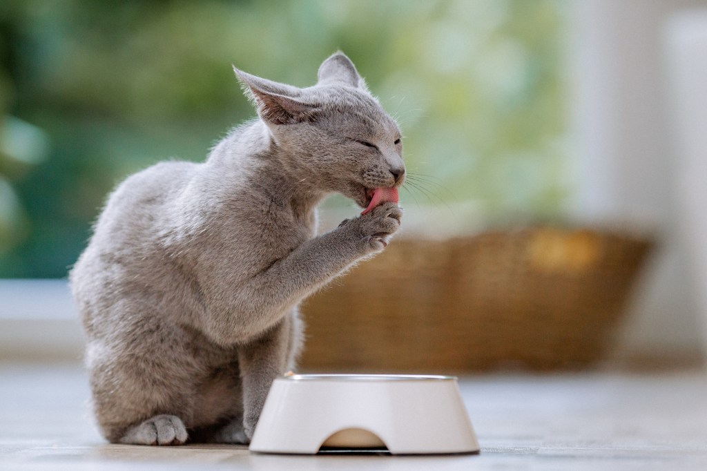 Katze reinigt sich vor ihren Katzennapf