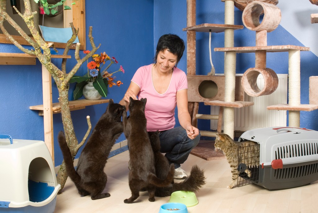 Katzenpension mit Katzen und Pflegerin