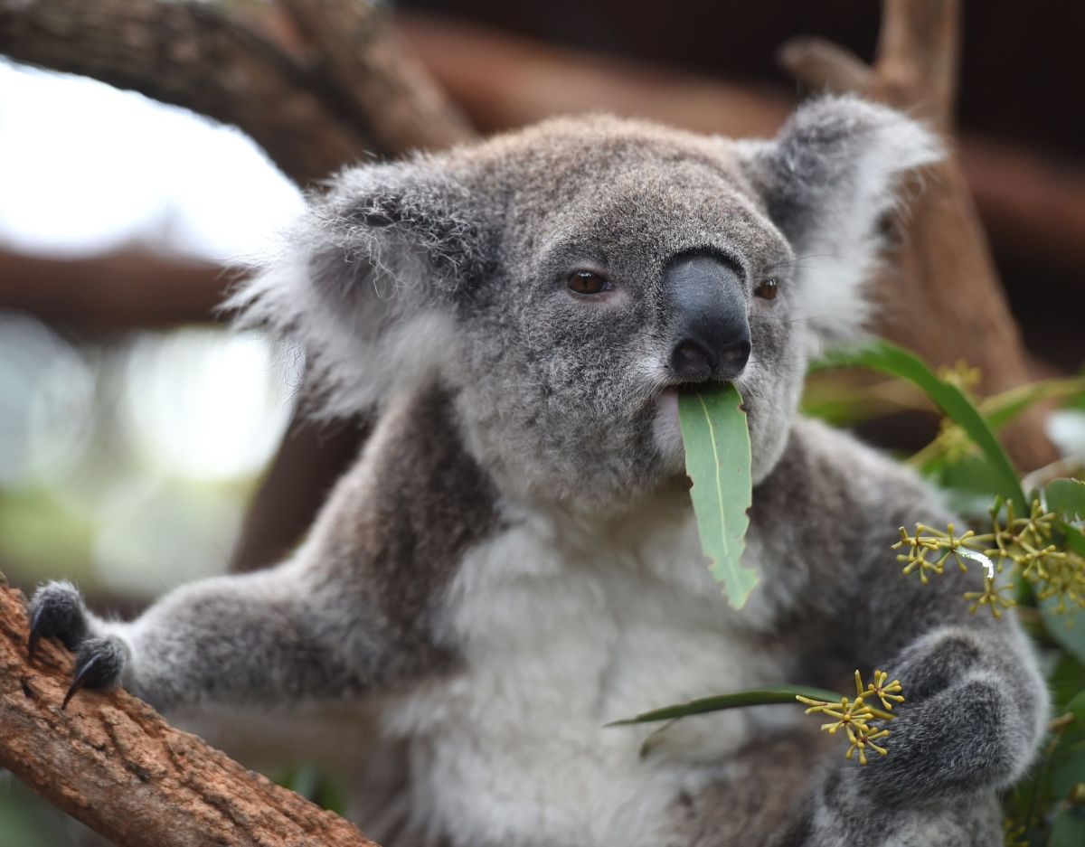 Sind Koalas dumm?