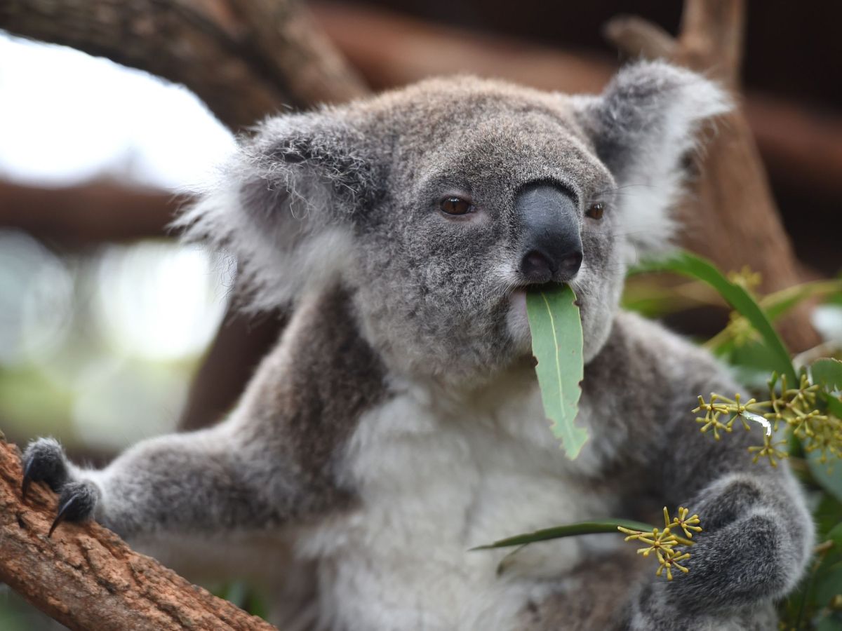 Sind Koalas dumm?
