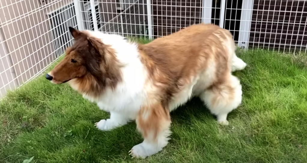 Mann lässt sich in Hund verwandeln