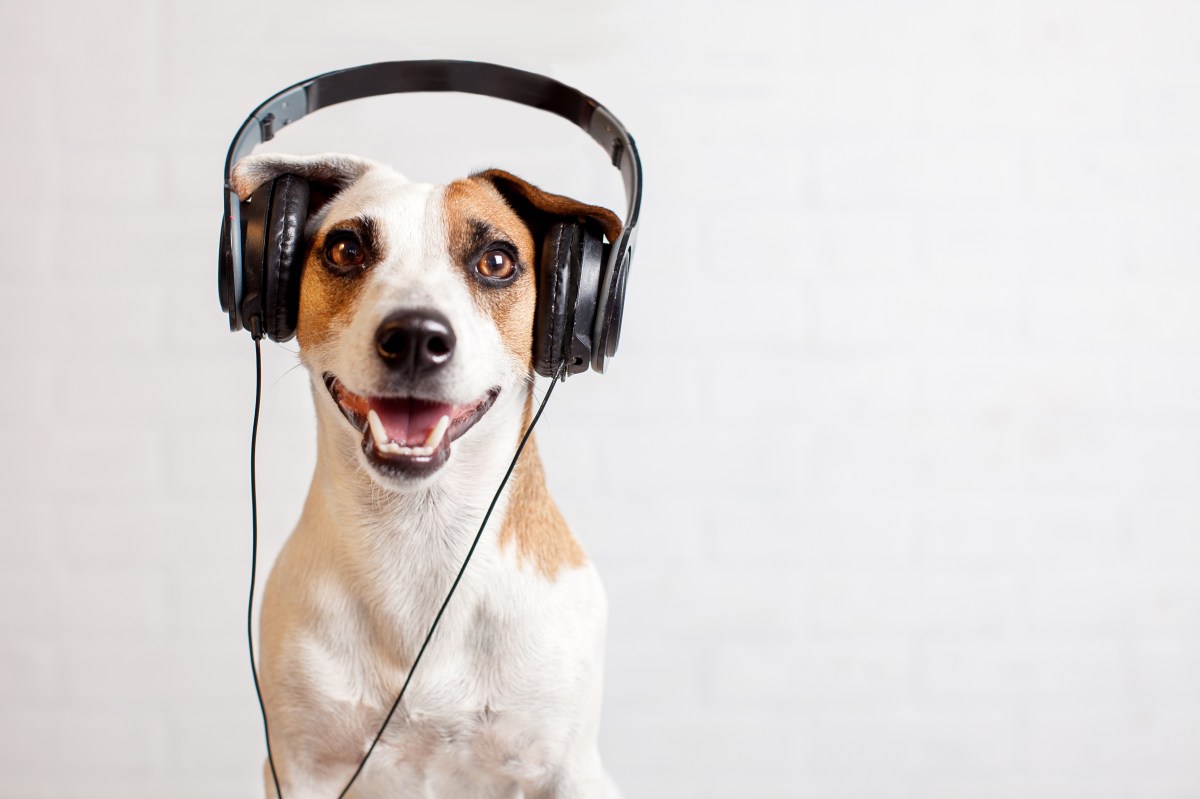 Hund hört Musik mit Kopfhörern
