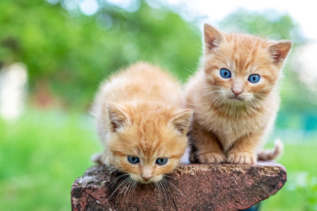 Zwei rote Katzen sitzen auf einem Baumstumpf