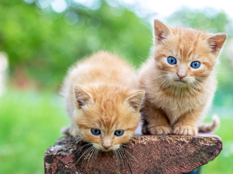 Zwei rote Katzen sitzen auf einem Baumstumpf