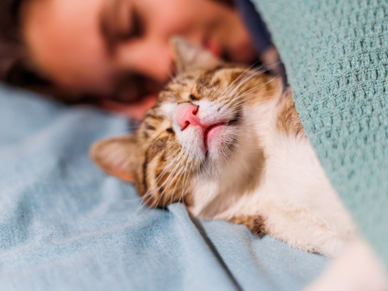 Schlafende Katze mit Frau im Bett