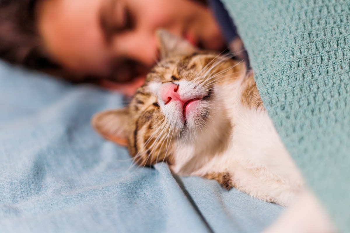 Schlafende Katze mit Frau im Bett