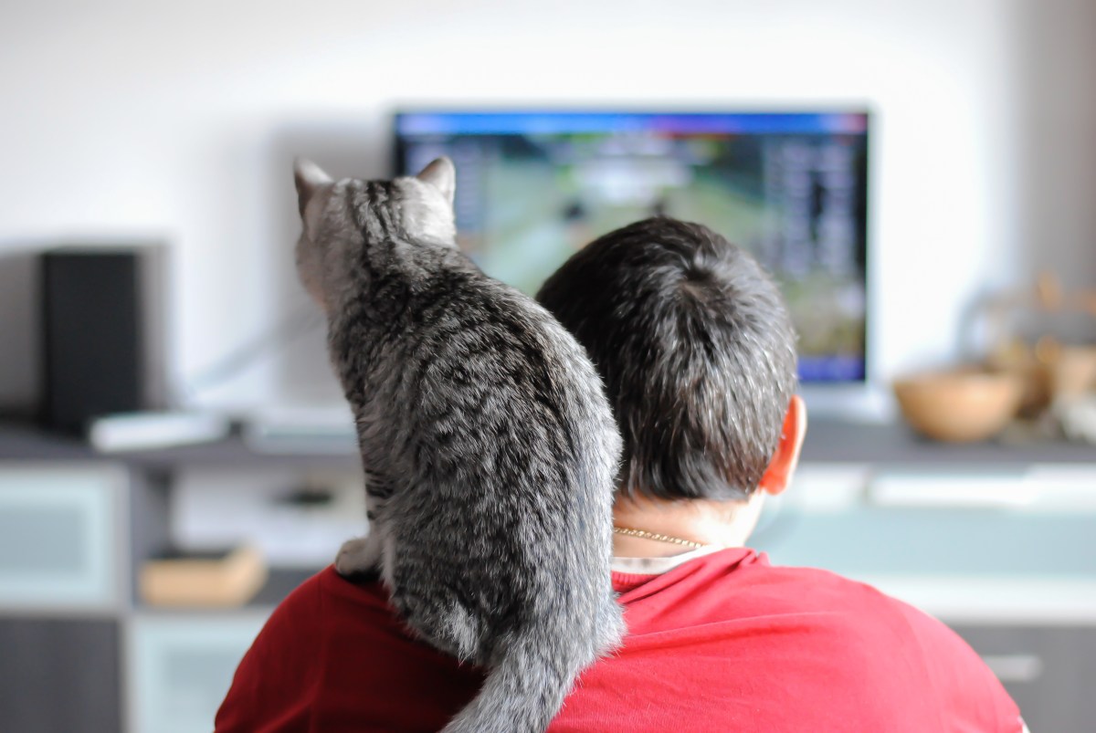 Katze sitzt auf Schulter und schaut ein Video.