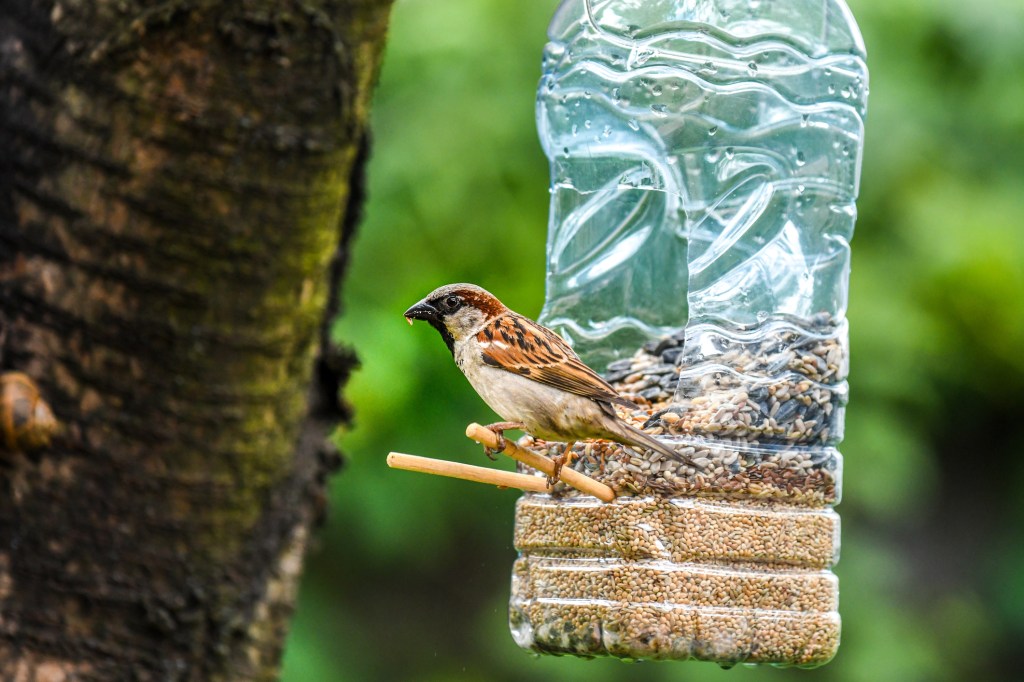 Vogelfutterstelle