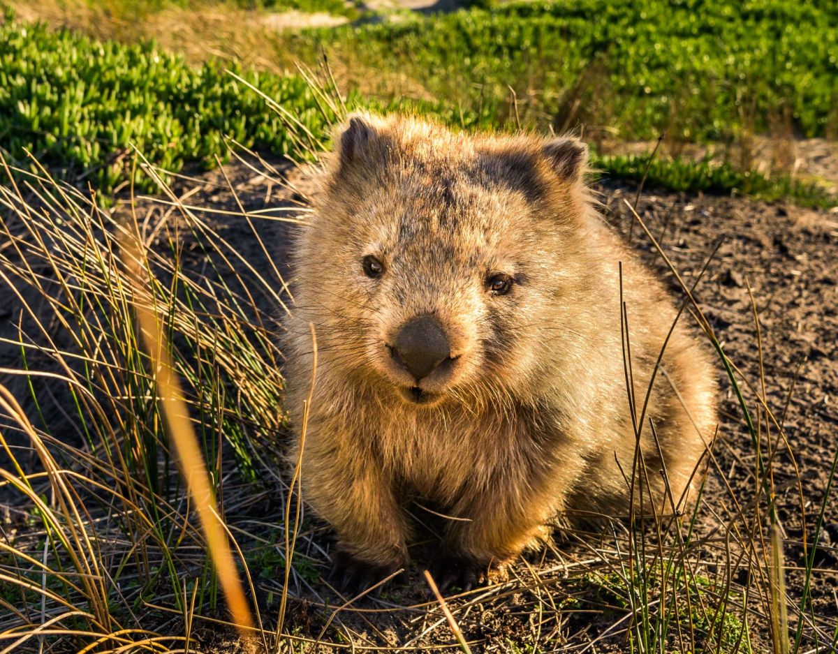 Wombats nutzen ihren einzigartigen, würfelförmigen Kot, um ihr Territorium zu markieren