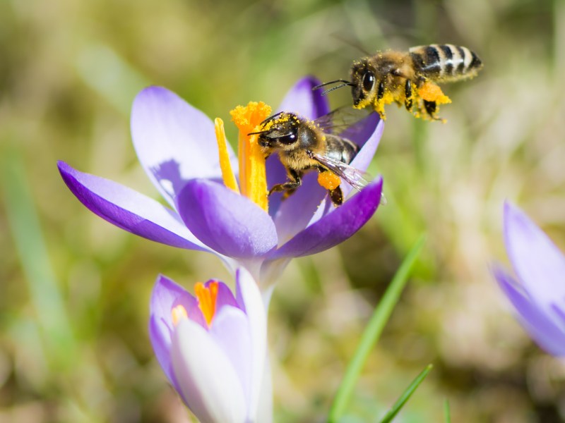Bienen auf Blume: Darum fliegen Bienen nicht nachts