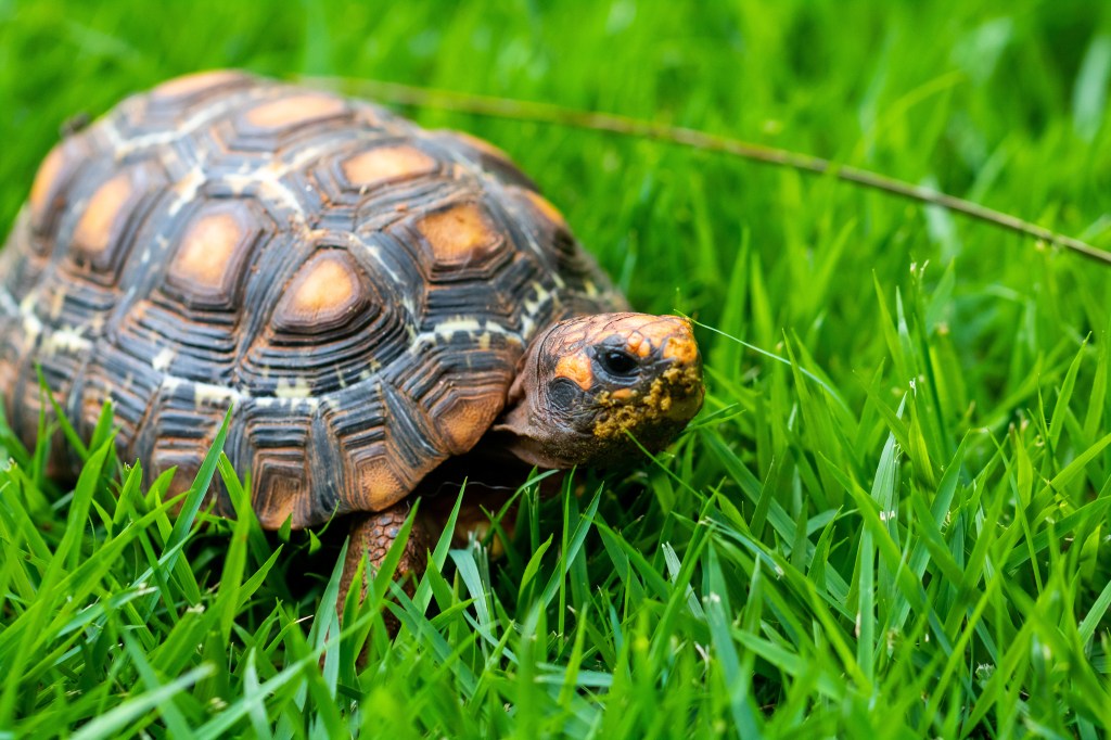 Schildkröte im Gras: Was dein Lieblingshaustier über deinen Charakter verrät