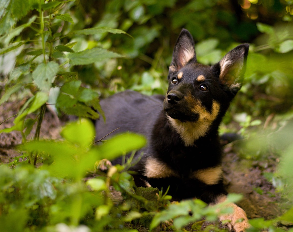 Hund sitzt im Wald mit Brennnesseln